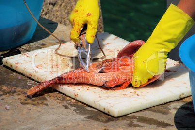 Drachenkopf säubern - Scorpaena scrofa cleaning 01