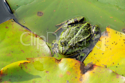 Frosch - frog 04