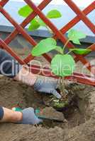 Kiwipflanze pflanzen - planting a kiwi plant 02