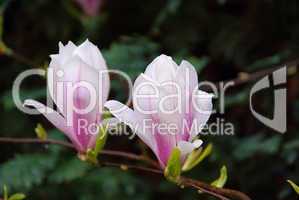 Magnolie - magnolia 11