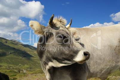 Almkuh - alp cow 01