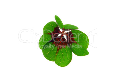 Glücksklee - four leafed clover 18