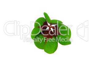 Glücksklee - four leafed clover 18