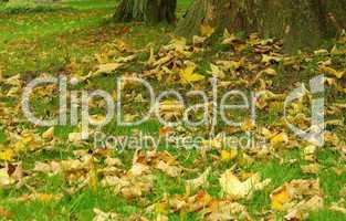 Herbstlaub auf Wiese - fall foliage on meadow 03