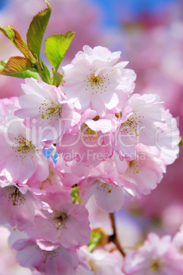 Kirschblüte rosa - cherry blossom 30