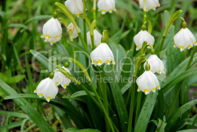 Märzenbecher - wild daffodil 06