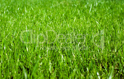 summer grass