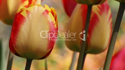 Tulips in Garden