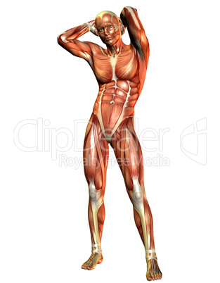Muskelaufbau stehender Mann