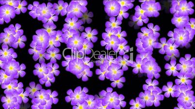 Animation of purple wild flower background.