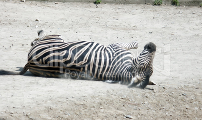 wälzendes Zebra