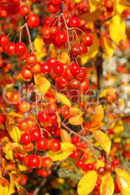 Wildkirsche im Herbst - wild cherry in fall 05