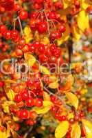 Wildkirsche im Herbst - wild cherry in fall 05