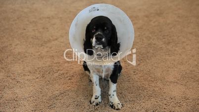 Dog black and white head collar P HD 6813
