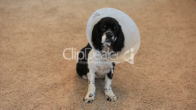 Dog Cocker Spaniel sitting with head collar P HD 6812