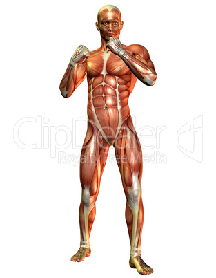 Muskelaufbau Mann in stehender Pose