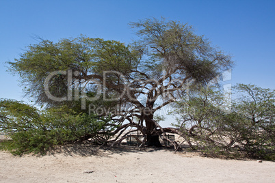 Baum des Lebens