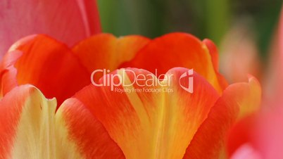 close up tulip