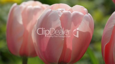 Tulip Flowers in garden