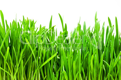 Grass