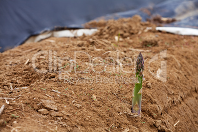 weißer Spargel auf einem Feld