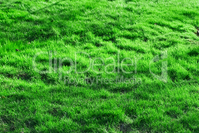 Green grass