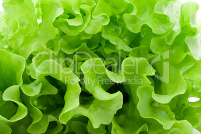 Lettuce