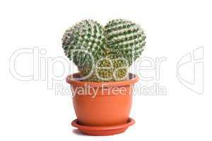 A cactus in a pot