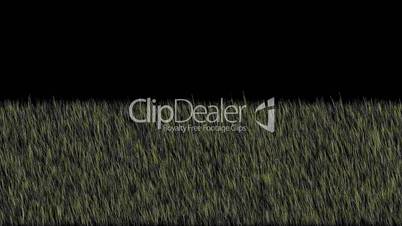 fresh spring grass,depth of field,3D animation,HD 1080p TIP