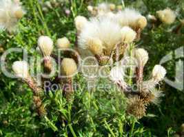 Distel