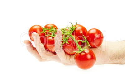 juicy tomatoes in hand isolated on white