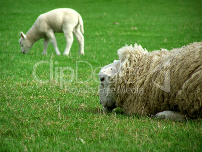 Mutter Schaf und Lamm