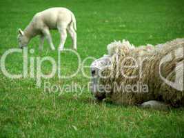 Mutter Schaf und Lamm