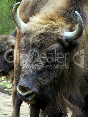 Bison