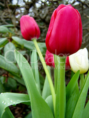 Tulpe