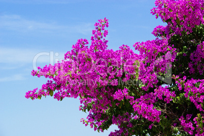 Bougainvillea 05