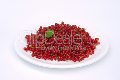 Johannisbeere - currant 03