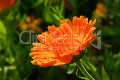 Ringelblume - calendula 12