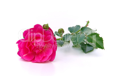 Rose freigestellt - rose isolated 01