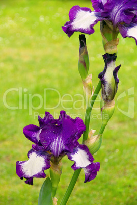 Schwertlilie - iris 50