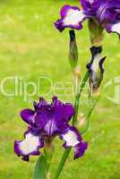 Schwertlilie - iris 50