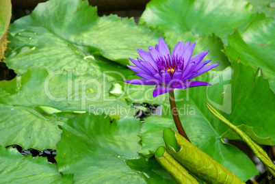 Seerose - water lily 22