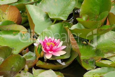 Seerose - water lily 34