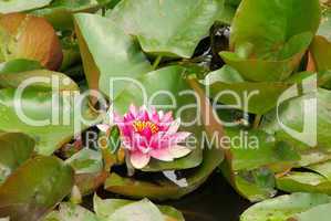 Seerose - water lily 34