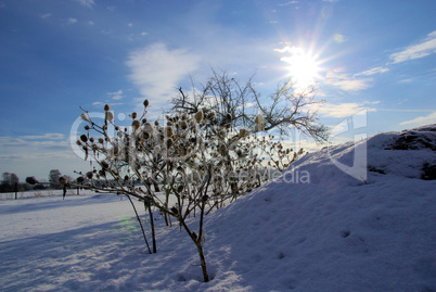 Stechapfel im Winter - thorn apple in winter 02