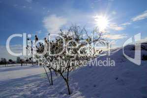 Stechapfel im Winter - thorn apple in winter 02