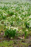 Märzenbecher - wild daffodil 34