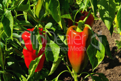 Paprika Pflanze - paprika plant 01