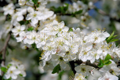 Pflaumenbaumbluete - plum blossom 06