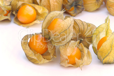 Physalis 14